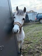C pony, Dieren en Toebehoren, Niet van toepassing, Springpony, C pony (1.27m tot 1.37m), 7 tot 10 jaar