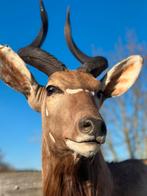 Taxidermie Nyala prachtig opgezet, Enlèvement
