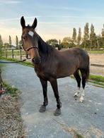 5 jarige (fok)merrie, Dieren en Toebehoren, Paarden, Merrie, Springpaard, Zadelmak, 3 tot 6 jaar