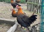 Goudbrakels, Dieren en Toebehoren