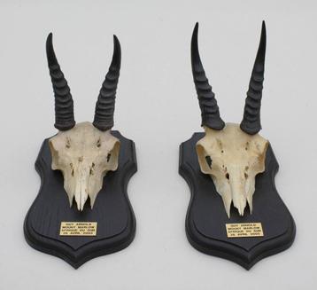 2 x schedel MOUNTAIN REEDBUCK op solide zwart houten schild beschikbaar voor biedingen