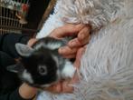 Konijn, Dieren en Toebehoren, Konijnen, Meerdere dieren, Klein, 0 tot 2 jaar