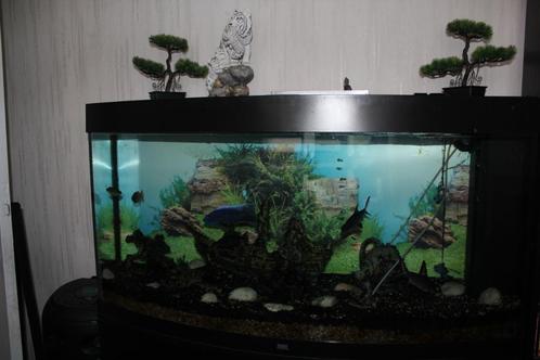 Aquarium, Hobby en Vrije tijd, Overige Hobby en Vrije tijd, Zo goed als nieuw, Ophalen