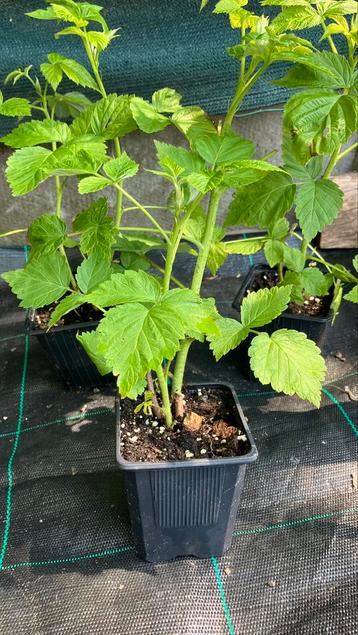 Frambozen planten  beschikbaar voor biedingen