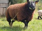 Daskop texelaar, Vrouwelijk, Schaap, 0 tot 2 jaar