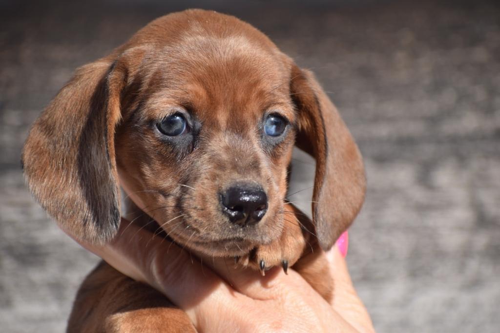 Chiots teckel de belles couleurs 🐾💛, Animaux & Accessoires, Chiens | Teckels & Bassets, Poils courts, Hépatite contagieuse (maladie de Rubarth)