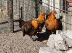 3 goud Brakel kippen hennen., Dieren en Toebehoren, Pluimvee, Kip