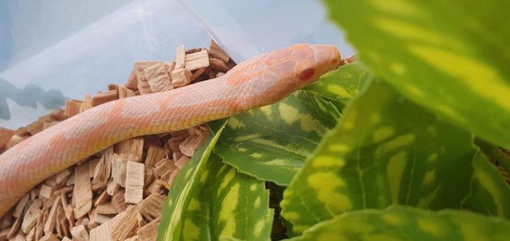 Korenslang, Dieren en Toebehoren, Reptielen en Amfibieën, Slang, 3 tot 6 jaar, Tam