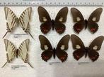 Papilionidae, 5€ / exemplaar, Ophalen of Verzenden, Zo goed als nieuw