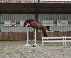 3jarige hengst, Dieren en Toebehoren, Springpaard, Hengst, 3 tot 6 jaar, Onbeleerd