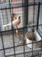 Koppel kanaries, Dieren en Toebehoren, Vogels | Kanaries, Meerdere dieren, Kleurkanarie