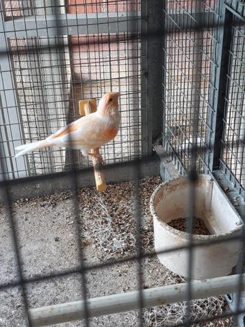 Koppel kanaries  beschikbaar voor biedingen