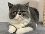 kittens Exotische korthaar, Poes, Gechipt, 0 tot 2 jaar