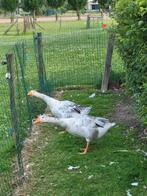 Mannelijke boerengans, Mannelijk, Gans of Zwaan