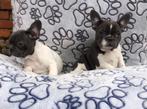 Franse bulldog pups, Dieren en Toebehoren, 8 tot 15 weken, Buitenland, CDV (hondenziekte), Bulldog