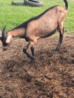 Geiten bokje, Dieren en Toebehoren, Schapen, Geiten en Varkens, Mannelijk, Geit, 0 tot 2 jaar