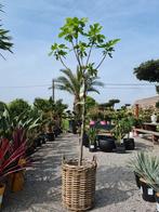 Vijgenboom Ficus Carica 'Verdino', Tuin en Terras, Planten | Bomen, Ophalen