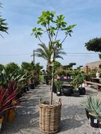 Vijgenboom Ficus Carica 'Verdino', Tuin en Terras, Ophalen