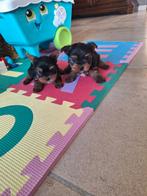 Mini Yorkshire terriër pups, Dieren en Toebehoren, Honden | Jack Russells en Terriërs, België, 8 tot 15 weken, Meerdere, Fokker | Professioneel