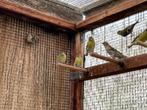Wildkleur sijsjes te koop, Dieren en Toebehoren, Vogels | Overige Vogels, Meerdere dieren, Wildzangvogel, Geringd