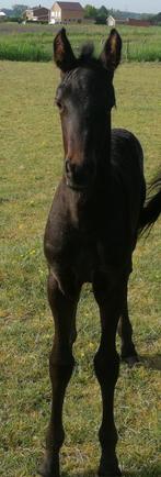 Ibero friese veulens/paarden
