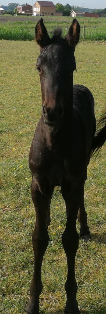 Ibero friese veulens/paarden, Dieren en Toebehoren, Paarden