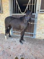 2 jarige welsh merrie, Dieren en Toebehoren, Pony's, Merrie, B, 0 tot 2 jaar, Gechipt
