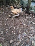 brahma hennen, Vrouwelijk, Kip