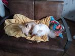 Divan pour chiens, Ophalen, Gebruikt