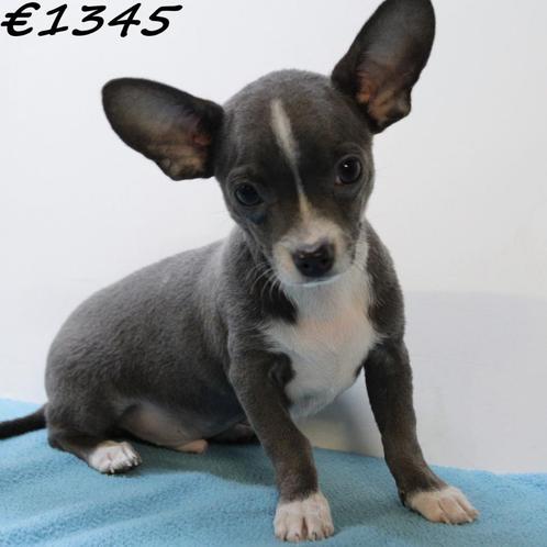 Chihuahua pups met een groots karakter!, Dieren en Toebehoren, Honden | Chihuahua's en Gezelschapshonden, Meerdere dieren, Chihuahua