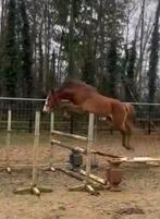 3jarige merrie springgefokt, Dieren en Toebehoren, Paarden, Merrie, Springpaard, Met stamboom, 3 tot 6 jaar