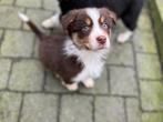 Australische herder pups (aussie pups), Dieren en Toebehoren, België, CDV (hondenziekte), 8 tot 15 weken, Meerdere