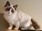Ragdoll kittens, Dieren en Toebehoren, Katten en Kittens | Raskatten | Langhaar, Meerdere dieren, Gechipt, 0 tot 2 jaar
