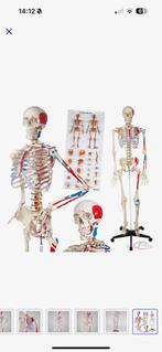 Skelet anatomie, Diversen, Schoolbenodigdheden, Ophalen