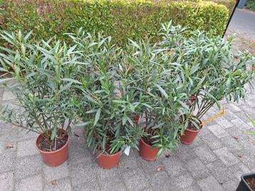 Oleanders beschikbaar voor biedingen