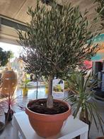Olijfboom Olea Europaea in schaal, Tuin en Terras, Planten | Bomen, Ophalen, Olijfboom