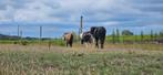 Halve stal gezocht voor superleuk trio, Dieren en Toebehoren, Hengst