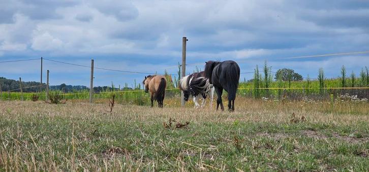 Halve stal gezocht voor superleuk trio, Dieren en Toebehoren, Pony's, Hengst
