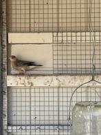 Padda’s, Dieren en Toebehoren, Vogels | Overige Vogels, Geslacht onbekend, Tropenvogel
