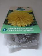 DAHLIA, Tuin en Terras, Ophalen, Voorjaar, Volle zon, Wortelstok