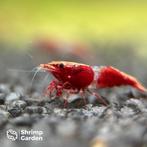 Red Rili garnalen (Neocaridina), Dieren en Toebehoren, Vissen | Aquariumvissen, Kreeft, Krab of Garnaal, Zoetwatervis, Schoolvis