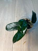 Hoya Villosa, Huis en Inrichting, Ophalen of Verzenden