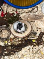 Hamstertje - mannelijk, Dieren en Toebehoren, Hamster, Mannelijk, November, Tam