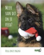Duitse herder pups, Dieren en Toebehoren, 15 weken tot 1 jaar, Buitenland, CDV (hondenziekte), Meerdere