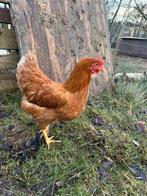 Legkippen, Dieren en Toebehoren, Vrouwelijk, Kip