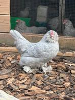 Ukkelse en everbergse baardkrielen, Dieren en Toebehoren, Meerdere dieren, Kip