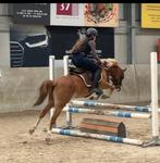 Welsh B merrie 1.26 meter allround, Dieren en Toebehoren, Merrie, B