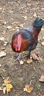 Coq marans et bramha, Enlèvement