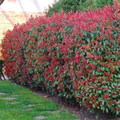 Moderne en verrassende haagplanten voor tuin, Jardin & Terrasse, Plantes | Arbustes & Haies, Charme, Enlèvement ou Envoi