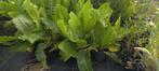 Bio Mierikswortel, amoracia rusticana, Ophalen, Volle zon, Vaste plant, Kruiden